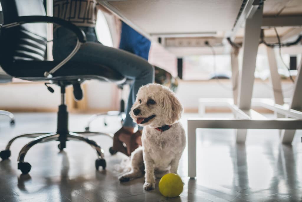 More than half of workers would consider switching jobs for a pet-friendly workplace
